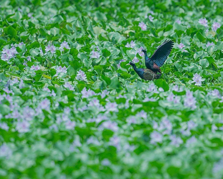 File:Bronze-winged jacana bySaptarshiGayen.jpg