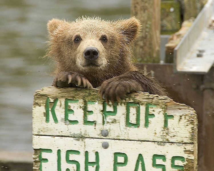 File:Brown bear AK.jpg