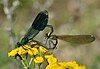 Calopteryx splendens "in-cop"