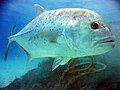 Image 33Giant trevally are great gamefish found in Indo-Pacific tropical waters. They are powerful apex predators in most of their habitats, hunting both individually and in schools. (from Coastal fish)