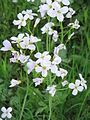 Cardamine pratensis