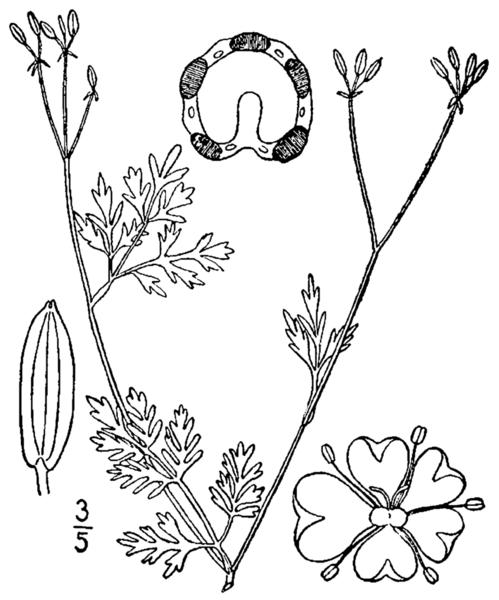 File:Chaerophyllum procumbens BB-1913.png