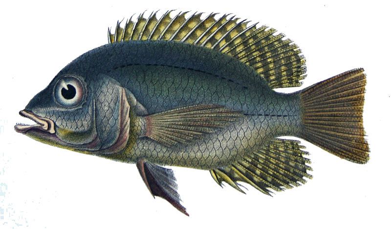 File:Chaetobranchus flavescens.jpg