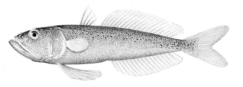 File:Champsodon fimbriatus.jpg