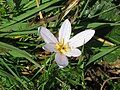 Colchicum alpinum in the Grandes Rousses