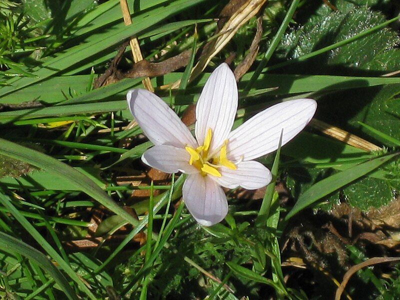 File:Colchicum alpinum6.jpg