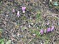 Colchicum bulbocodium