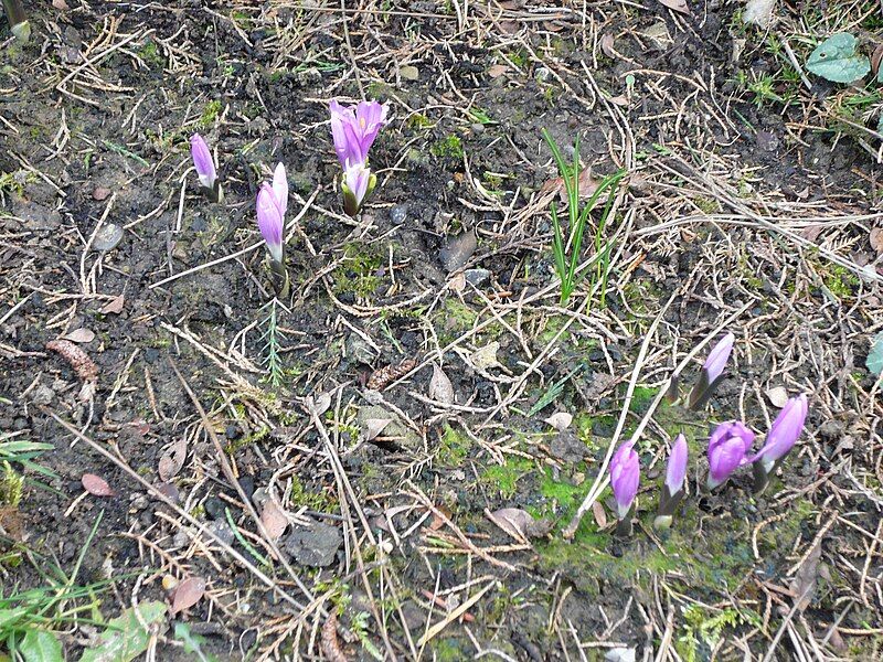 File:Colchicum bulbocodium01.jpg