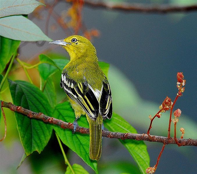 File:Common Iora.jpg