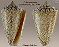 Conus locumtenens Blumenbach, J.F., 1791