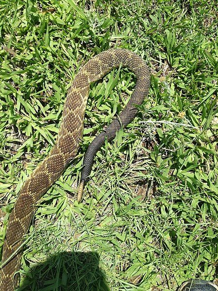 File:Crotalus molossus nigrescens.jpg