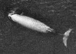 Cuvier's beaked whale