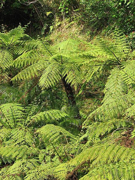 File:Cyathea spinulosa.jpg