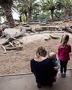 Up close viewing at the baboon exhibit.