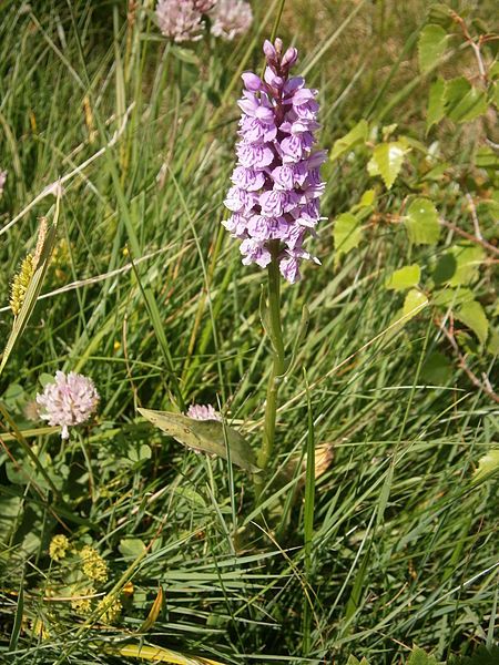 File:Dactylorhiza maculata06.JPG