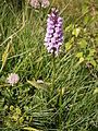 Dactylorhiza maculata