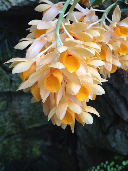 File:Dendrobium sulcatum Olbrich.jpg