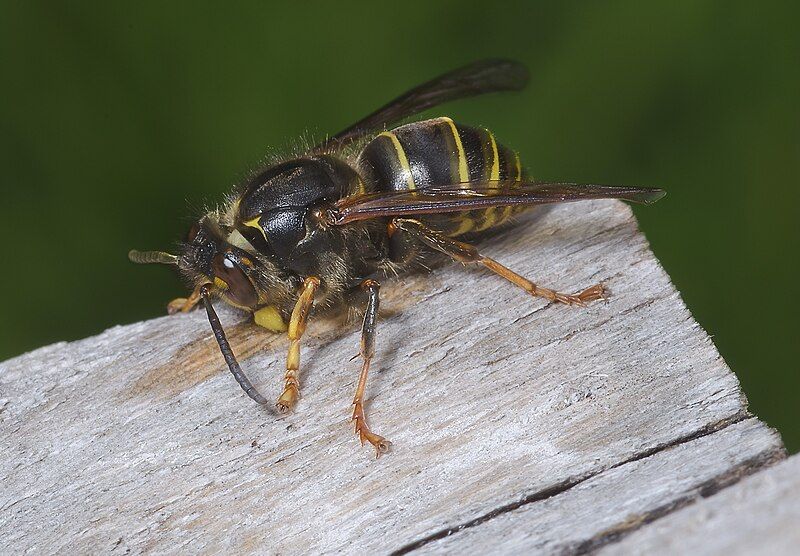 File:Dolichovespula media-pjt1.jpg