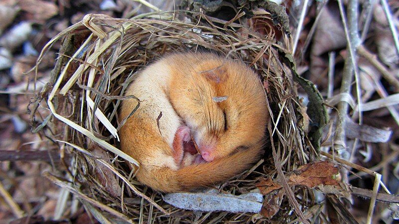 File:Dormouse1.jpg