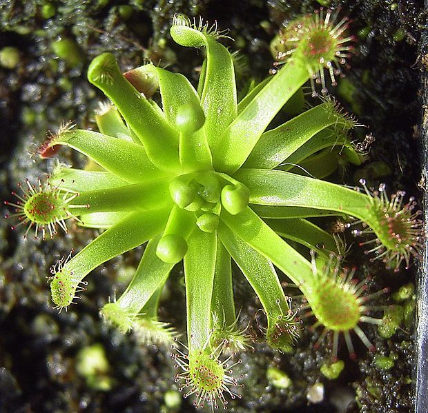 File:Drosera stenopetala.jpg