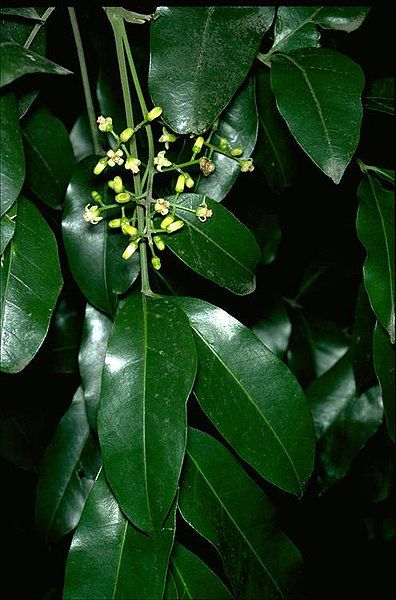 File:Dysoxylum fraserianum.jpg