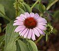 Echinacea purpurea