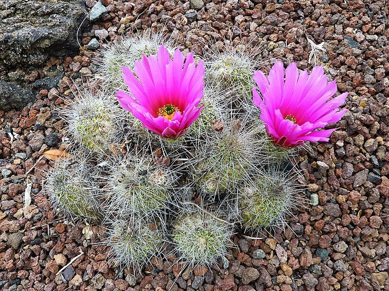 File:Echinocereus stramineus.jpg