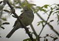 Black-faced Bunting