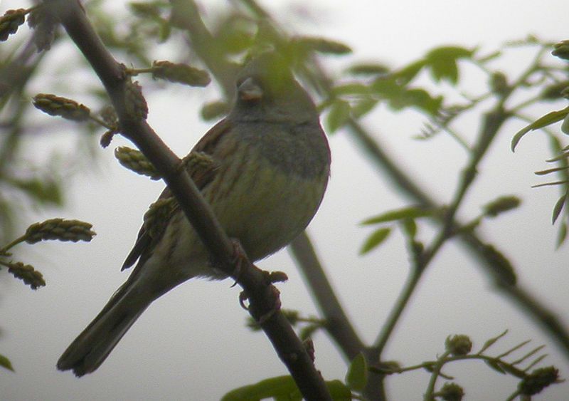 File:Emberiza spodocephala2.jpg