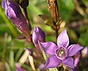 Chiltern gentian