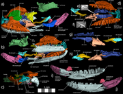 CT scans of Eoscincus ornatus