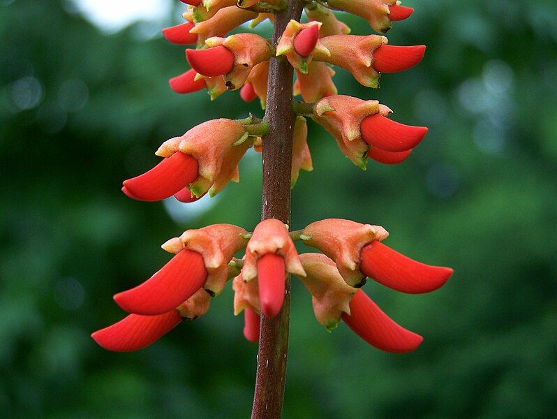 File:Erythrina humeana-Fabaceae.JPG