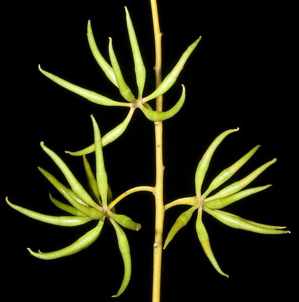 File:Eucalyptus flavida (7232020634).jpg