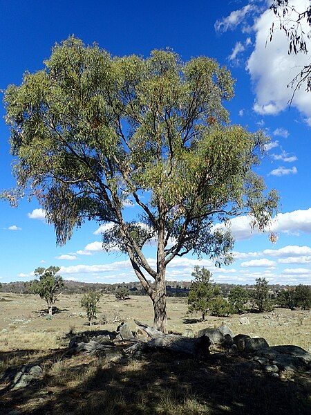 File:Eucalyptus nova-anglica habit.jpg