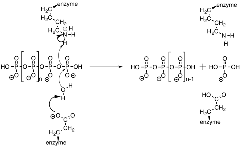 File:Exophosphatase mechanism.png