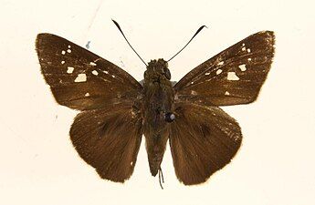 Museum specimen