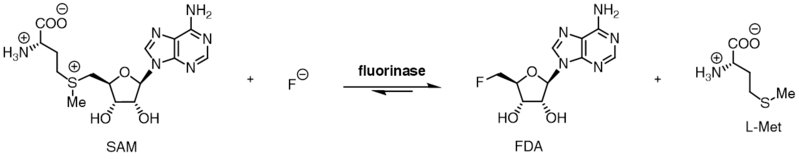 File:Fluorinase reaction.png