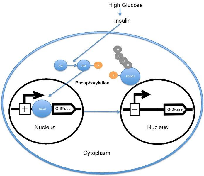 File:Foxo1 glucose stim.pdf