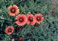 firewheel (Gaillardia pulchella)