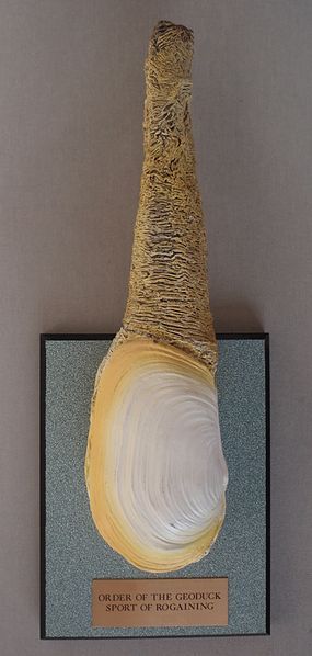 File:Geoduck award.jpg