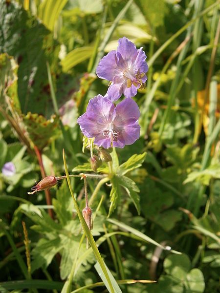 File:Geranium phaeum002.jpg