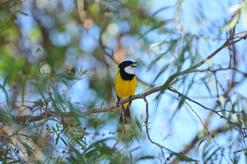 File:Golden Whistler singing.jpg