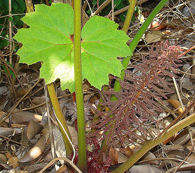 File:Gunnera killipiana (10620413034).jpg