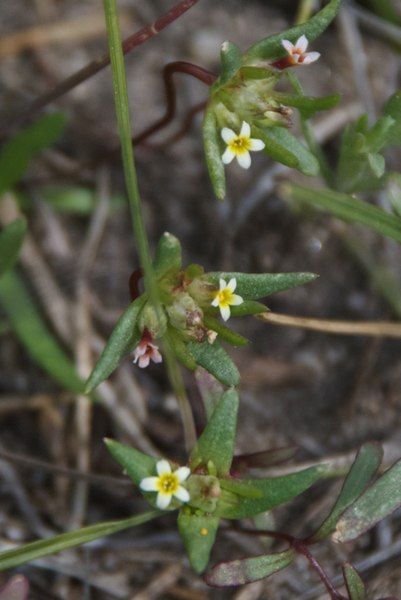 File:Gymnosteris parvula.jpg