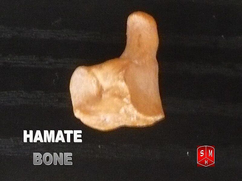 File:Hamate bone.jpg