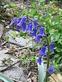 Hyacinthoides ×massartiana