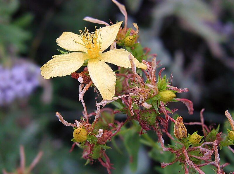 File:Hypericum perforatum.jpg