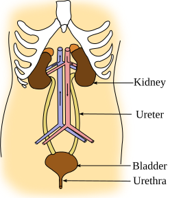 File:Illu urinary system.svg