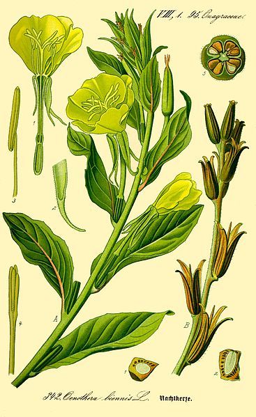 File:Illustration Oenothera biennis0.jpg