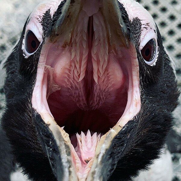 File:Inside Penguin Mouth.jpg